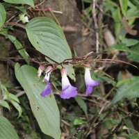 <i>Henckelia communis</i>  (Gardner) D.J.Middleton & Mich.M  ller